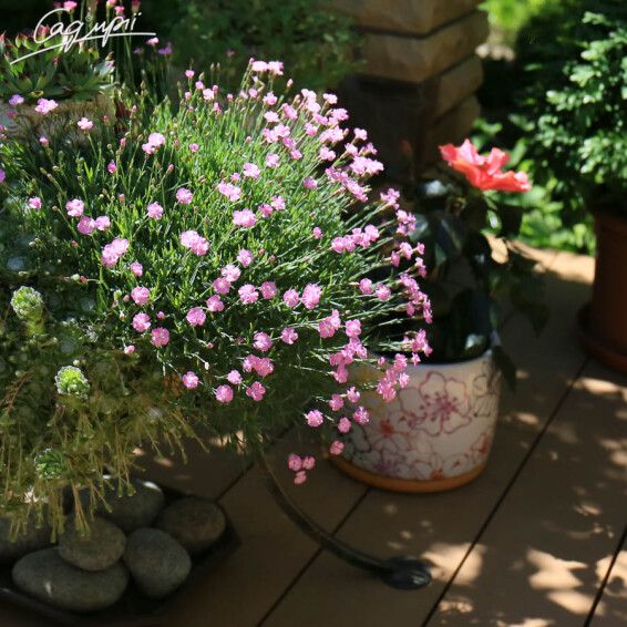 Гвоздика сірувато-блакитна 'Pink Jewel' - 2