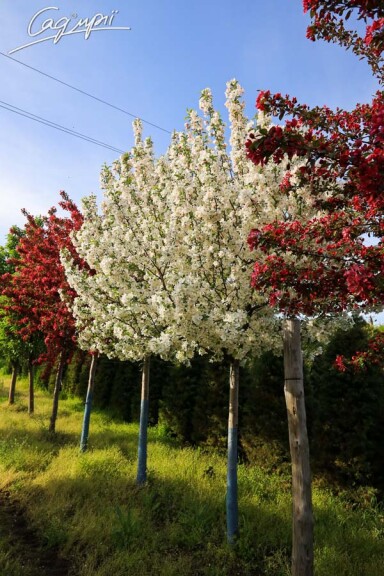 Яблоня 'Evereste' - 6 Яблоня 'Evereste' - 6