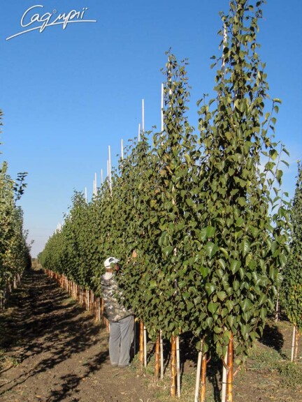 Береза китайская 'Fascination' - 4