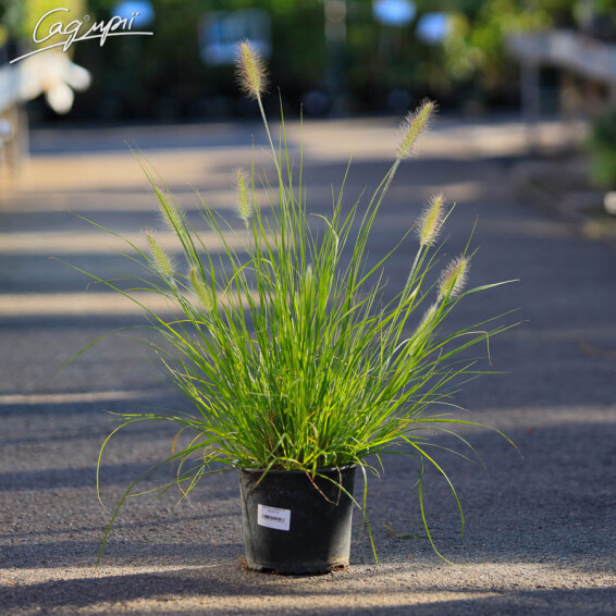 Пенісетум лисохвістний 'Hameln', p9 - - 2