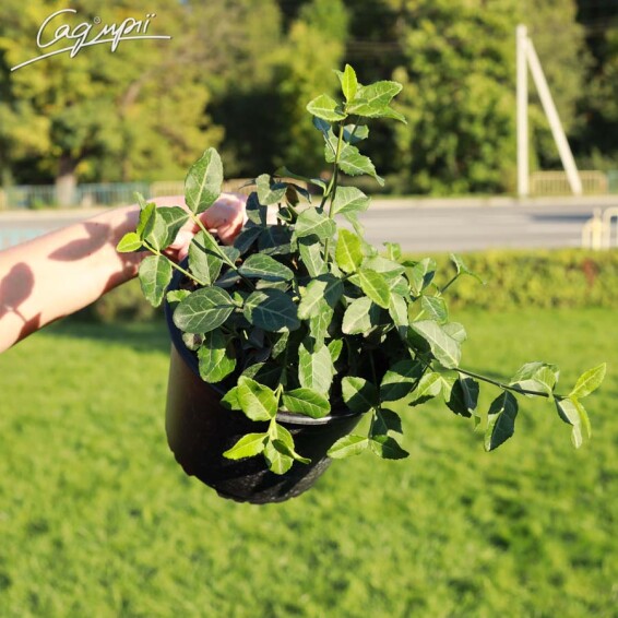 Бересклет Форчуна 'Coloratus', С3 30-40 - 2