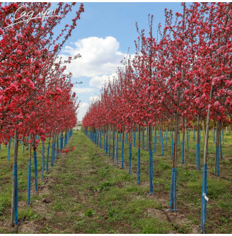 Яблуня 'Mokum'