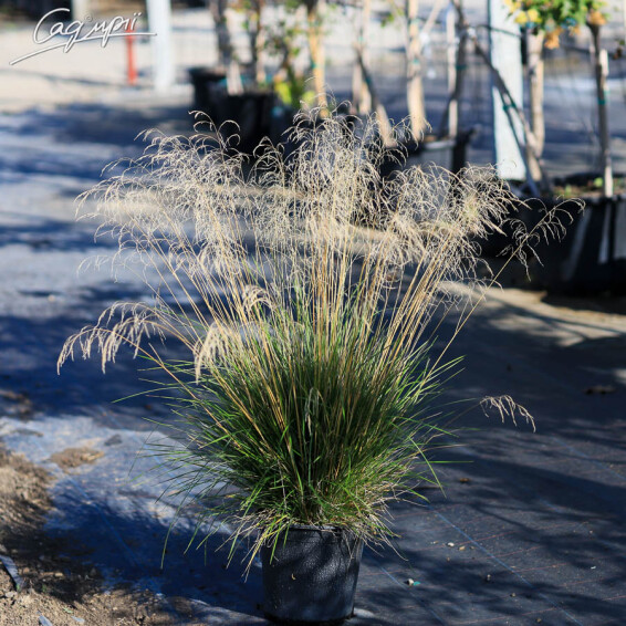 Щучник дернистий 'Bronzeschleier', C3 - - 1