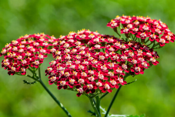 Тысячелистник гибридный 'Laura' #1, ГК - - 1