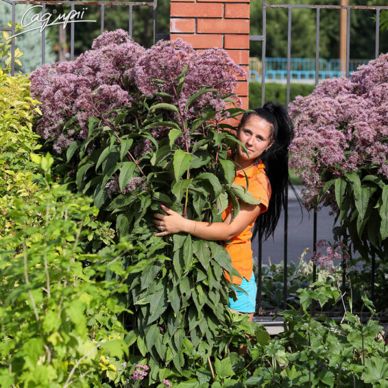 Посконник пятнистый 'Riesenschirm' - 1 Посконник пятнистый 'Riesenschirm' - 1