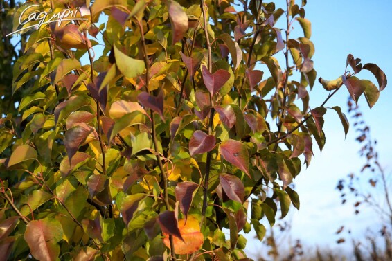 Груша Каллеріана 'Redspire' #3, WRB 18--20 500+ St. 1/2 - 12