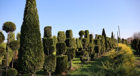 Топіарі, бонсаї