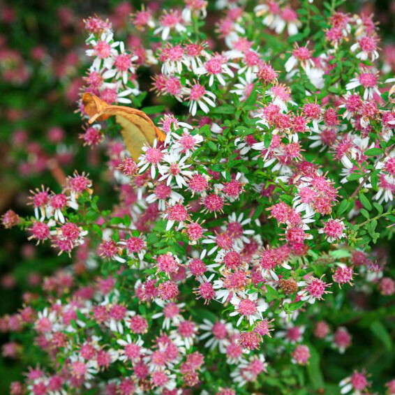 Айстра бококвіткова 'Horizontalis' - 1 Айстра бококвіткова 'Horizontalis' - 1