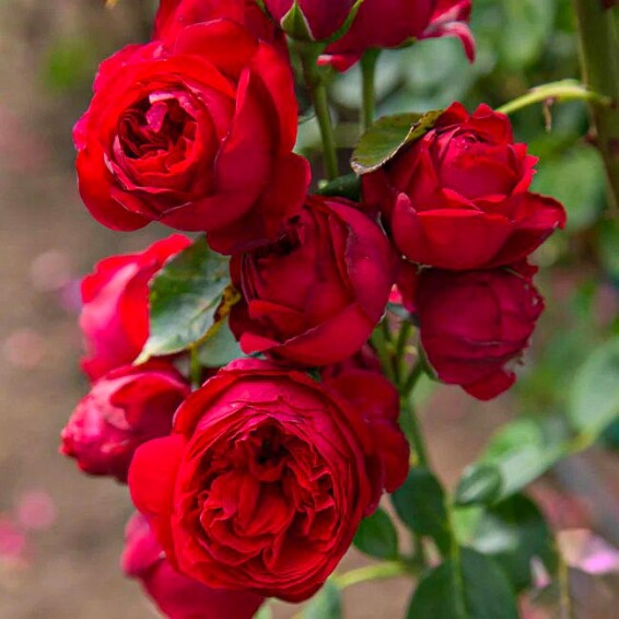 Троянда англійська паркова 'Red Eden' - 4 Троянда англійська паркова 'Red Eden' - 4