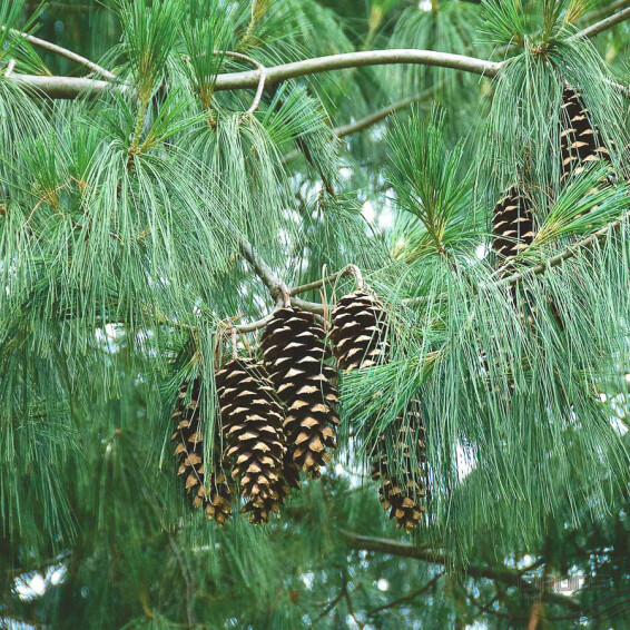 Сосна гімалайська (Гріффіта) - 5