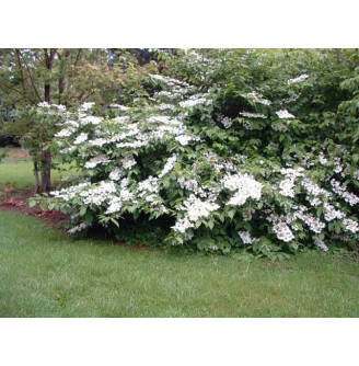 Калина складчаста 'Lanarth'