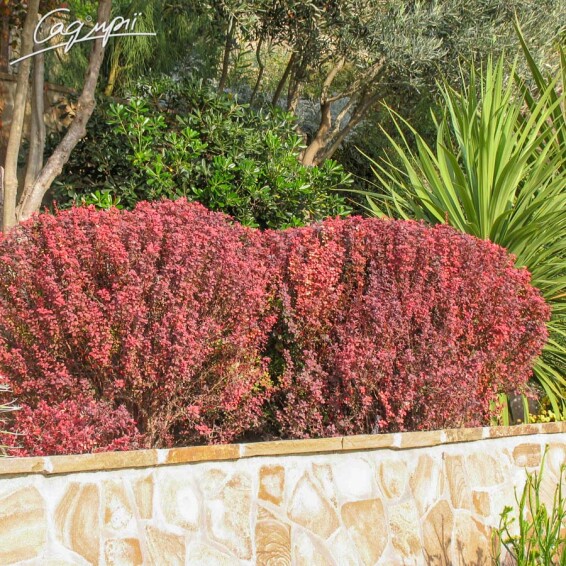 Барбарис Tунберга 'Atropurpurea' - 9