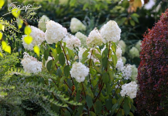 Гортензия метельчатая 'Diamantino'® #3, С10 - - 5