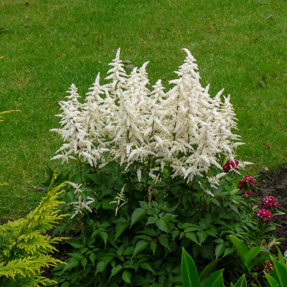 Астільба Арендса 'Weisse Gloria' - 3