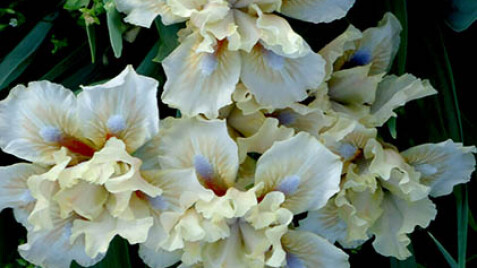 Багаторічні квіти