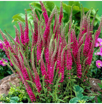 Вероніка колоскова 'Rotfuchs'