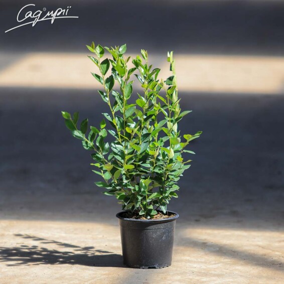 Кизильник блискучий #3, С2 80-100 - 5