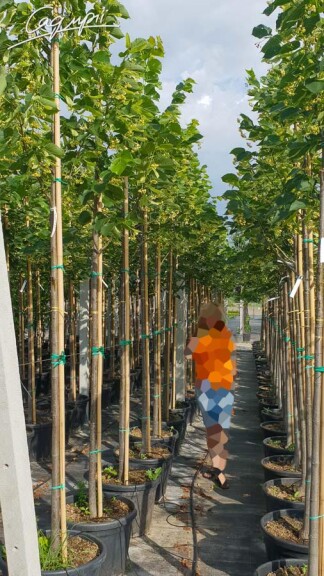 Липа кавказская #4, WRB 16--18 500+ St. 180 - 3 Липа кавказская #4, WRB 16--18 500+ St. 180 - 3