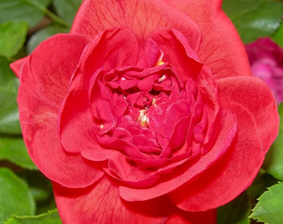 Роза почвопокровная 'Scarlet' - 2 Роза почвопокровная 'Scarlet' - 2