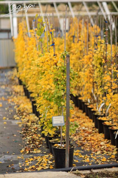 Целаструс круглолистий - 2