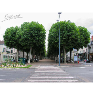 Платан східний 'Alpen's Globe'