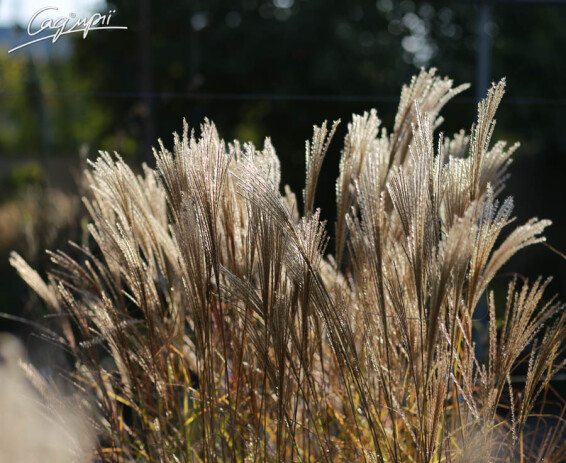 Мискантус китайский 'Kleine Silberspinne', C3 - - 5