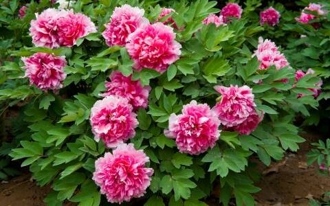 Півонія деревоподібна. Елегантність Вашого саду та чарівний аромат