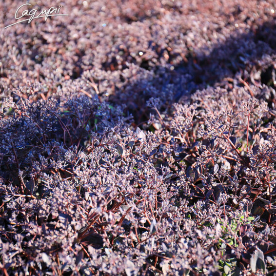 Очиток гибридный 'Bertram Anderson' - 5