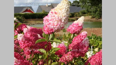 Гортензия метельчатая 'Fraise Melba®'