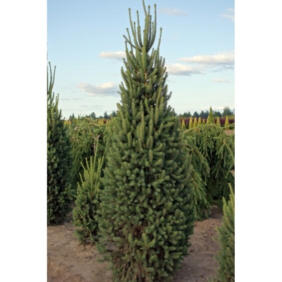 Ялина звичайна 'Cupressina' - 1 Ялина звичайна 'Cupressina' - 1