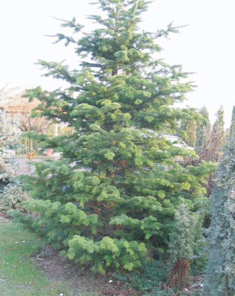 Пихта корейская - 1