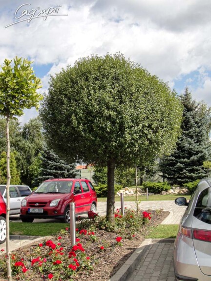 Вишня кулевидна 'Umbraculifera' #2, С110 20--25 300-350 St. 220-230 - 1 Вишня кулевидна 'Umbraculifera' #2, С110 20--25 300-350 St. 220-230 - 1