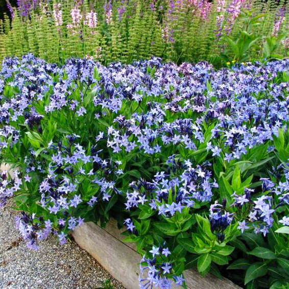 Амсонія табермонтана 'Storm Cloud' - 1 Амсонія табермонтана 'Storm Cloud' - 1