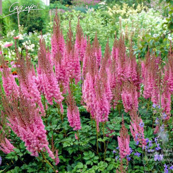 Астільба китайська 'Superba', Р9 - - 1