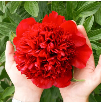 Півонія трав'яниста 'Red'