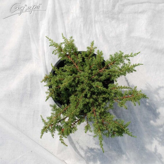 Можжевельник обыкновенный 'Green Carpet' #1, С14,C25 - - St. 120 - 2