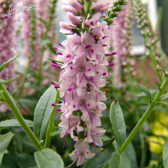 Вероника гибридная 'Atomic Pink-White Ray' ® PBR - 2 Вероника гибридная 'Atomic Pink-White Ray' ® PBR - 2