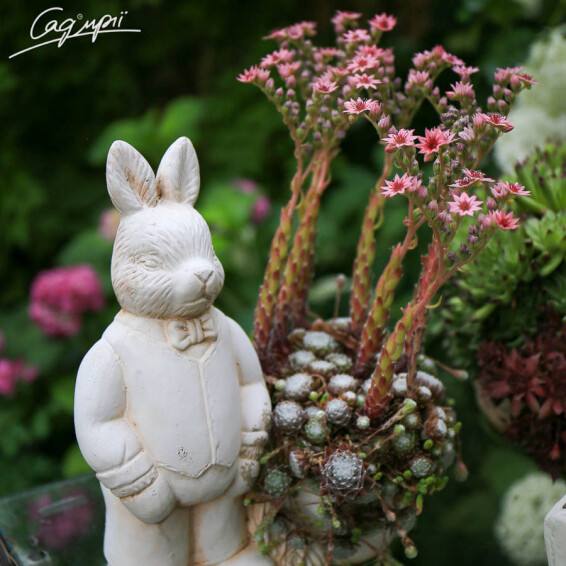 Молодило павутинисте #1, p9 - - 1