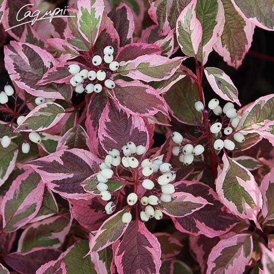 Дерен білий 'Sibirica Variegata' - 5