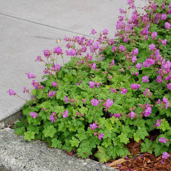 Герань кембріджська 'Cambridge', p9 - - 3 Герань кембріджська 'Cambridge', p9 - - 3