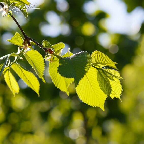 В'яз шорсткий 'Camperdownii' - 16 В'яз шорсткий 'Camperdownii' - 16