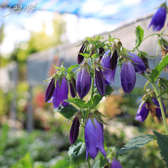 Дзвоник гібридний 'Sarastro', C2 - - 2