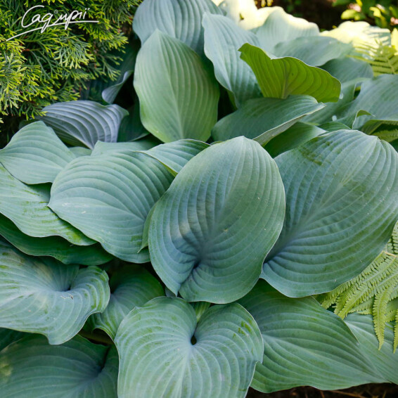 Хоста 'Moody Blues', C3 - - 2 Хоста 'Moody Blues', C3 - - 2