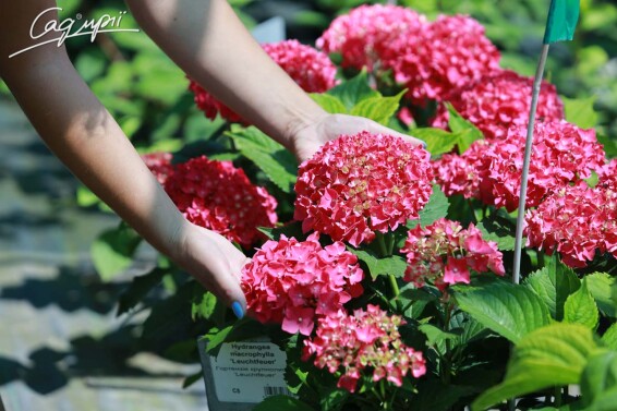 Гортензия крупнолистная 'Leuchtfeuer' #2, C3 - - 7