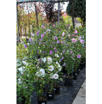 Гибискус сирийский