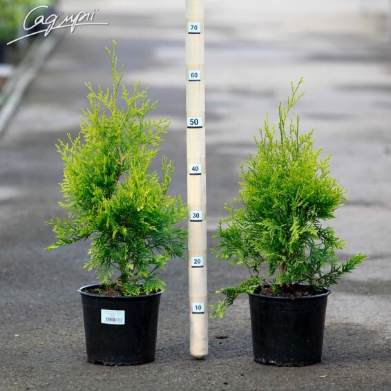 Туя западная 'Golden Brabant' ® - 3