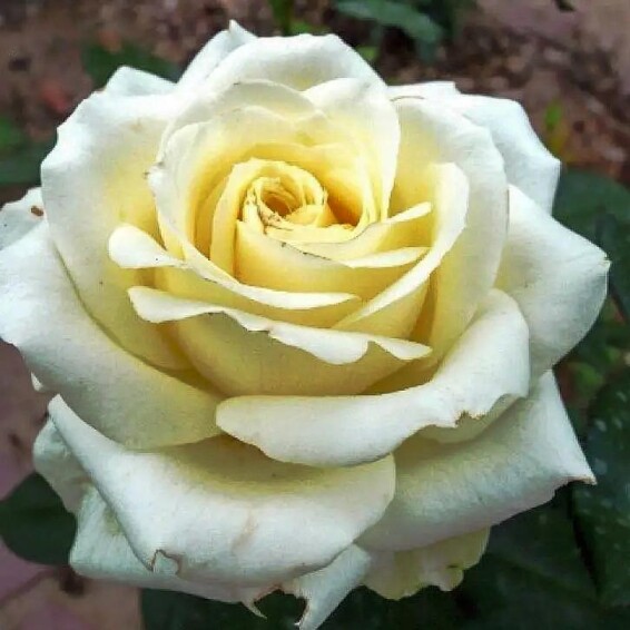 Троянда чайно-гибридна 'Advance' - 3