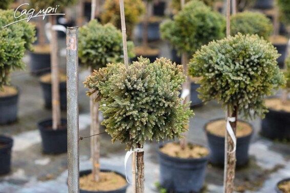 Ялівець лускатий 'Blue Star' - 4