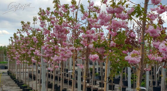 Сакура дрібнозубчаста 'Pink Perfection' - 1