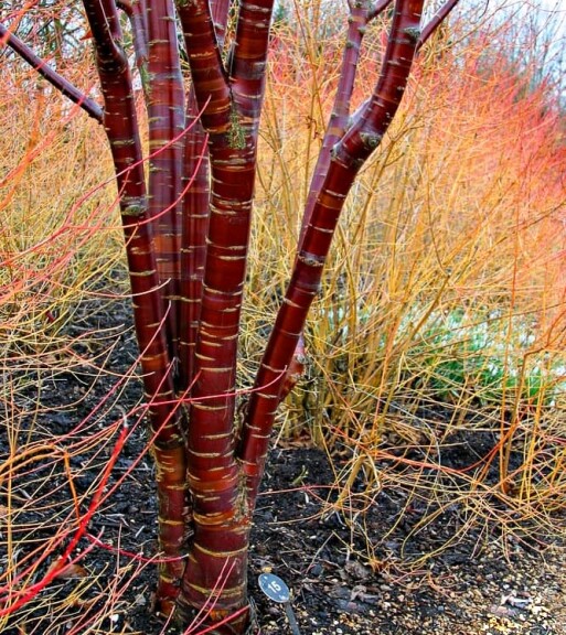 Вишня зубчата #6, WRB 20--25 350-400 St. 160-180 - 4